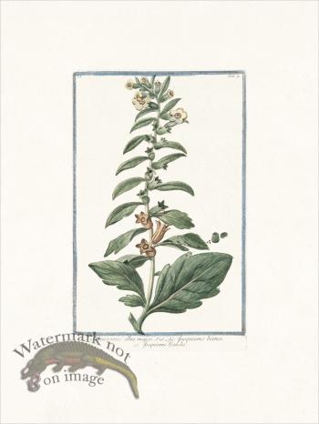 Bonelli 091 White henbane